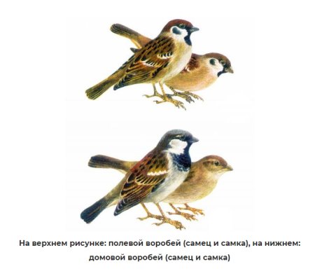 Домовой Воробей конкурс