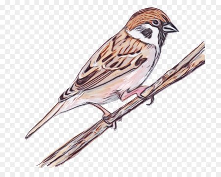 Птица года Домовой Воробей конкурс