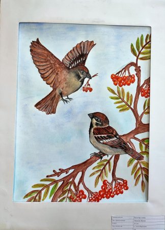 Рисунок домового воробья