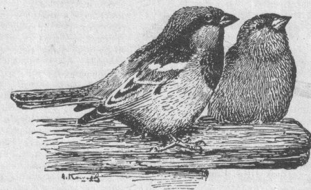 Воробей на ветке для детей