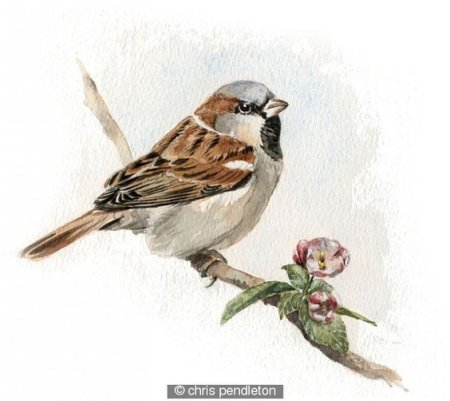 Воробей карточка