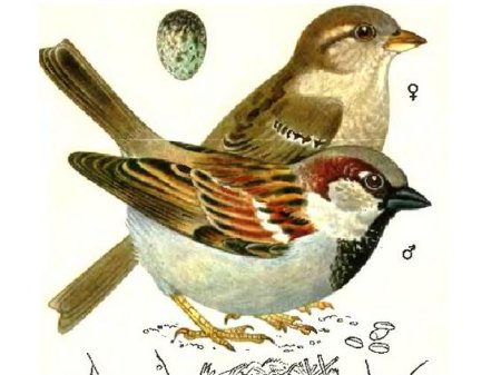 Воробей гуашью