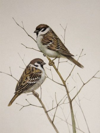 Домовой Воробей рисунок