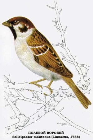 Гнездо воробья