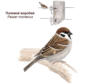 Рисование воробья в старшей группе