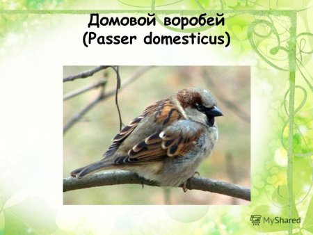 Брошь Воробей