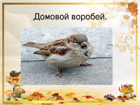 Рисунок воробья на конкурс