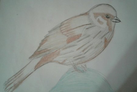 Воробей рисунок