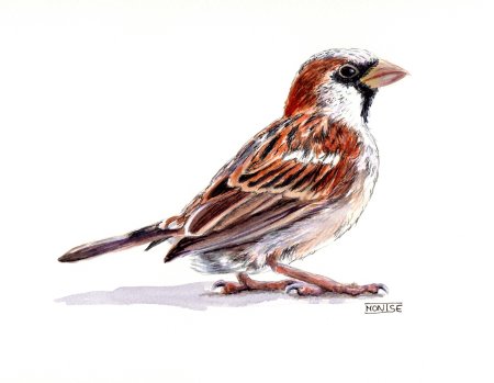 Художник Луис Агассиз Фуэртес (