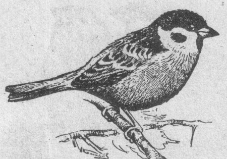 Воробей Домовой систематика