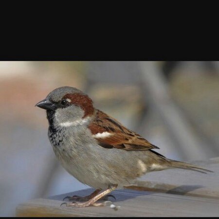 Полевой Воробей