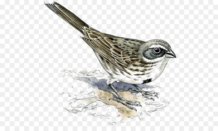 Воробей рисунок