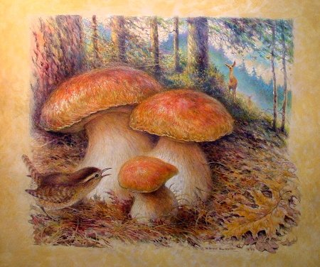 Грибы цветными карандашами