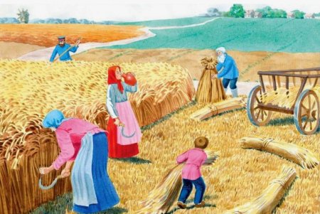 Как выращивают хлеб для детей