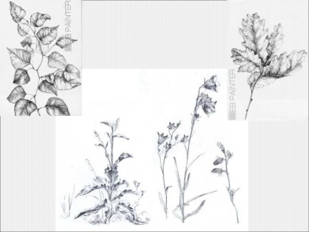 Одуванчик стилизованный рисунок