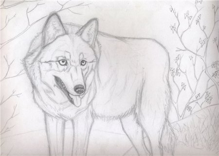 Рисунок волка простым карандашом