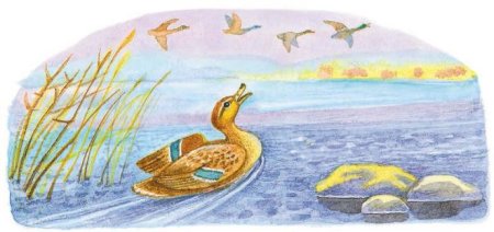 Рисование мамин Сибиряк серая шейка в подготовительной группе