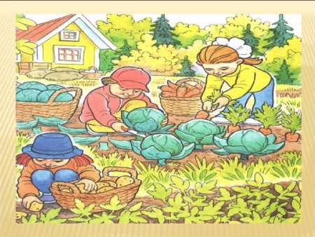 Сюжетная картина сбор урожая