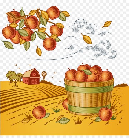 Урожай рисунок