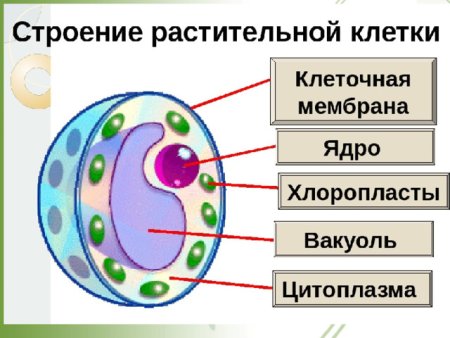 Структура клетки 5 класс биология