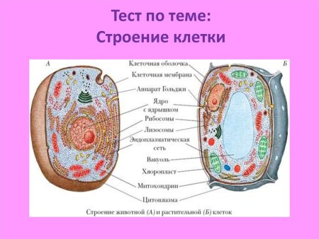 Растительная клетка и животная клетка 5 класс биология