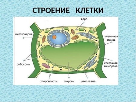 Схема растительной клетки 5 класс биология