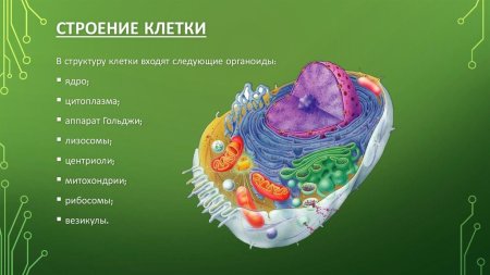 Клеточное строение живых организмов