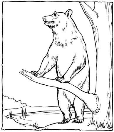 Рисование бурый медведь подготовительная группа