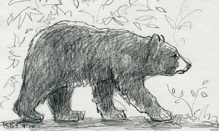 Белый медведь раскраска