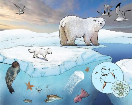 Антарктида для детей