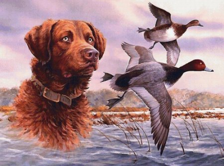 Собака охотник ирландский сеттер