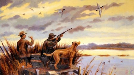 Спаниель на утиной охоте