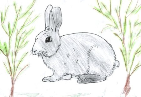 Заячьи лапы Паустовский рисунок карандашом