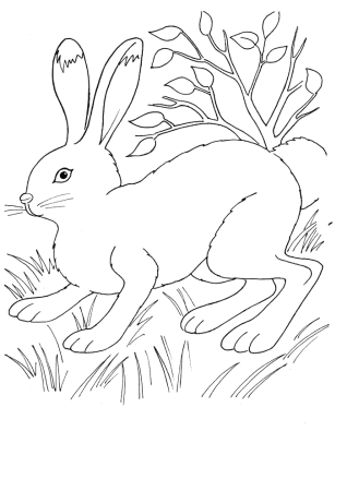 Раскраска для детей зая