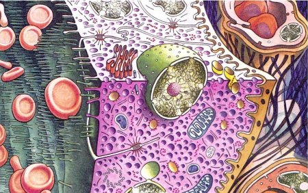 Цитология гистология клетка