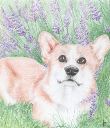 Рисунки на с вабодную тему