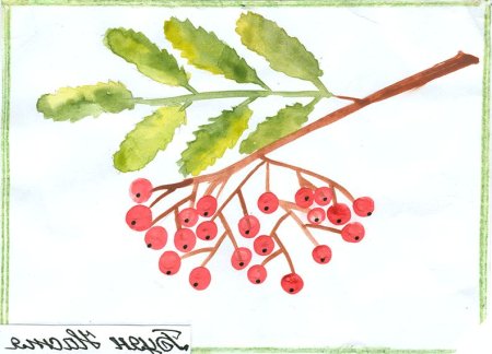Ветка рябины рисование