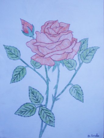 Нарисовать розу