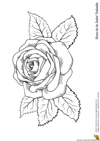 Роза карандашом