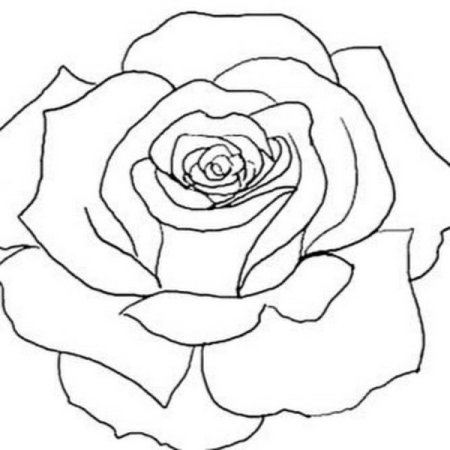 Розочка рисунок