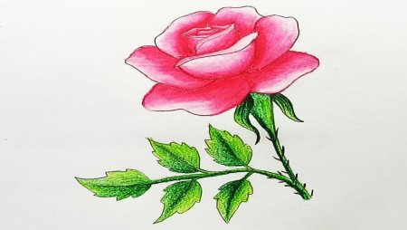 Контурное изображение розы