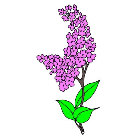 Сирень рисунок карандашом