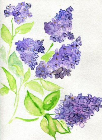 Веточка сирени гуашью