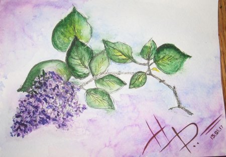 Веточка сирени для рисования