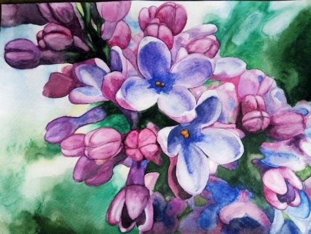 Сирень рисунок