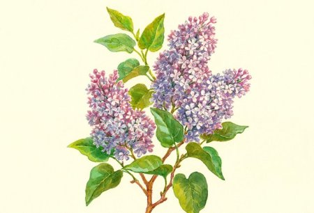 Куст сирени рисунок