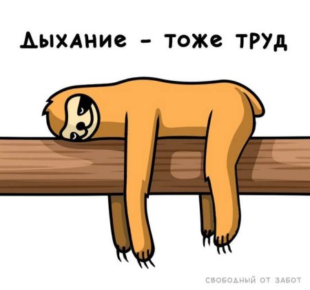 Ленивец Мем