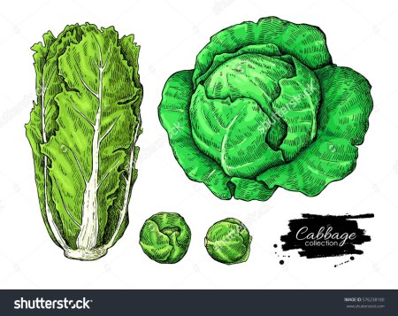 Капуста раскраска