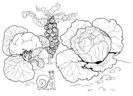 Раскраска. Овощи.