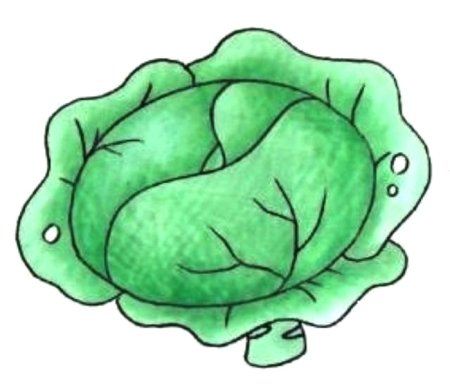 Капуста акварелью